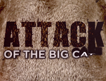 ATTACK OF THE BIG CATS